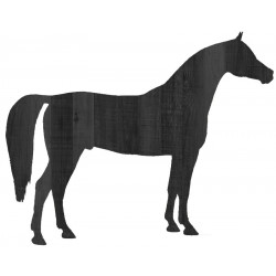 CHEVAL ARABE 01