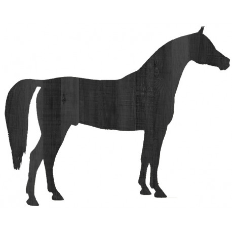 CHEVAL ARABE 01