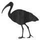 IBIS